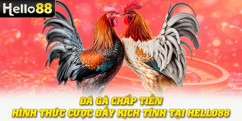 Đá Gà Chấp Tiền - Hình Thức Cược Đầy Kịch Tính Tại Hello88 1 Đá Gà Chấp Tiền - Hình Thức Cược Đầy Kịch Tính Tại Hello88